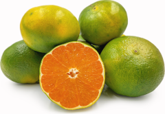 İlk Hasat 3kg Nova Mandalina